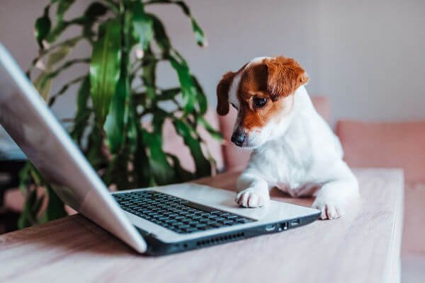 Dog at the computer