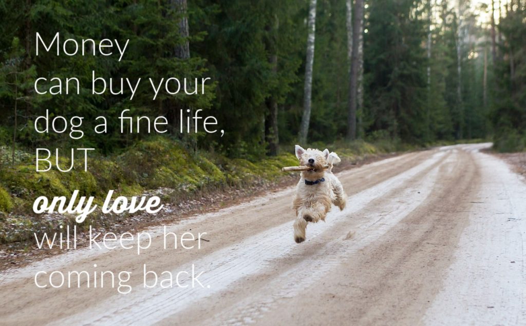 Money can buy your dog a good life but...
