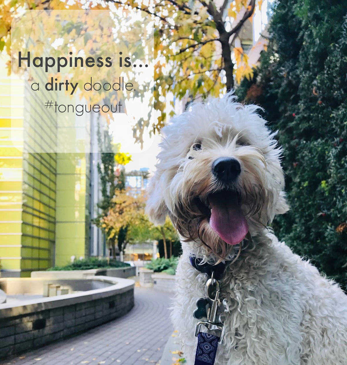 happiness-doodle-pup