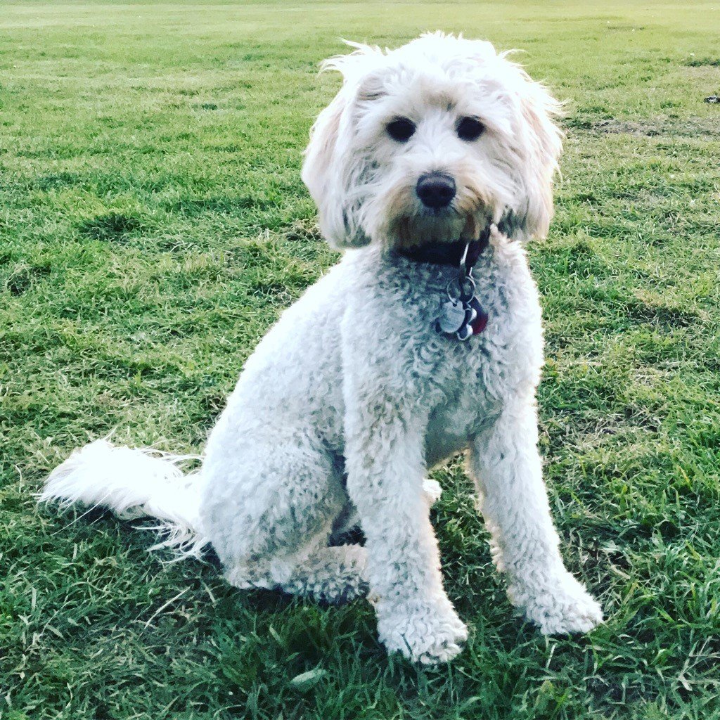 Paige - Proud Pup Media Cco