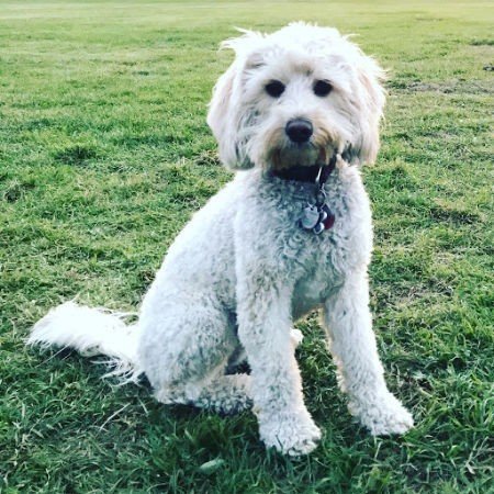 Proud Pup Media CCO- Edmonton Web Design