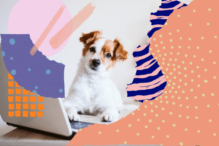 shopify website care plans